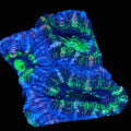 Acan Frag