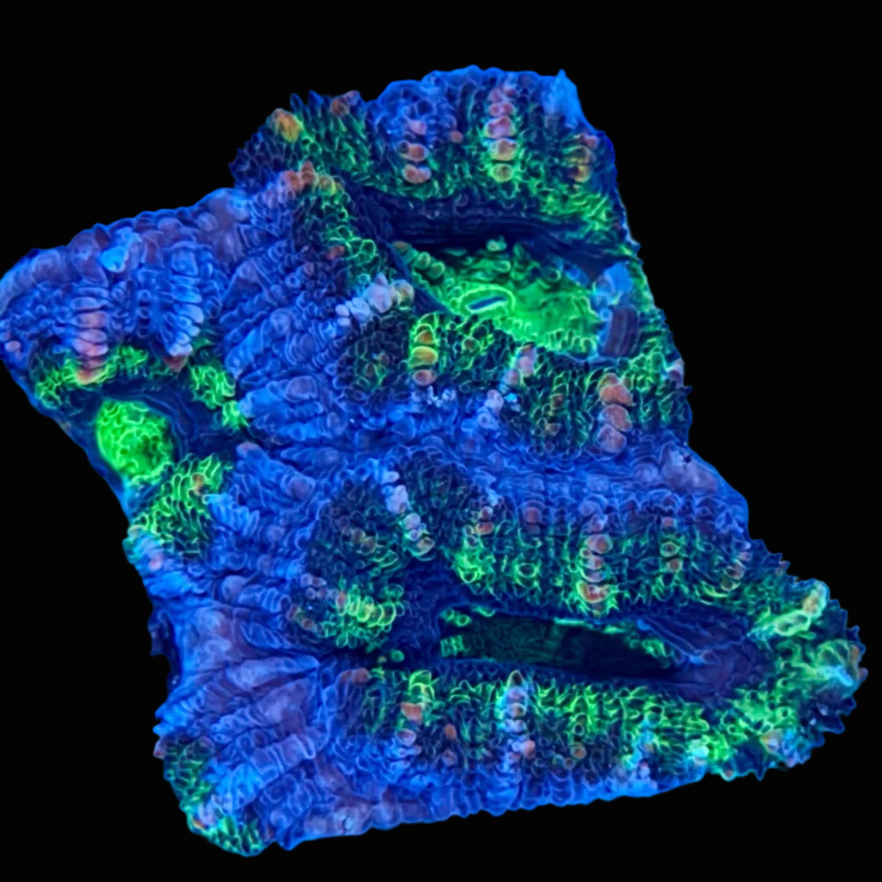Acan Frag