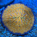 Orange Fungia Plate
