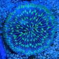 Green Fungia Plate