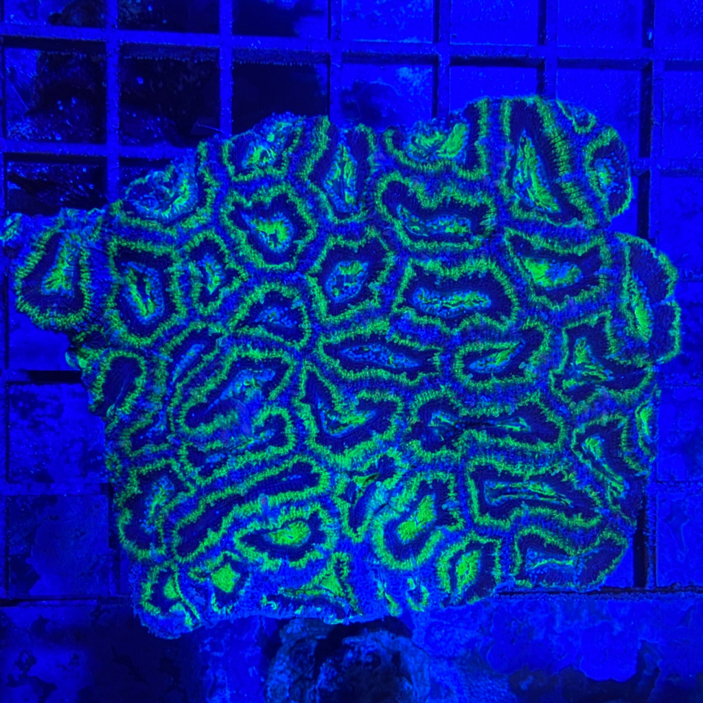 Green/Blue Acan Colony