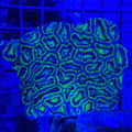 Green/Blue Acan Colony