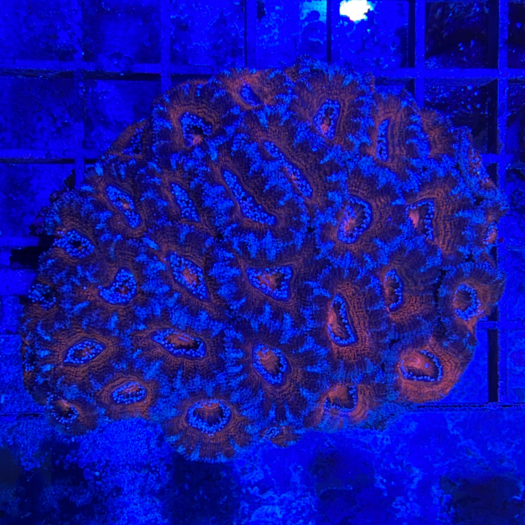 Orange/Blue Acan Colony