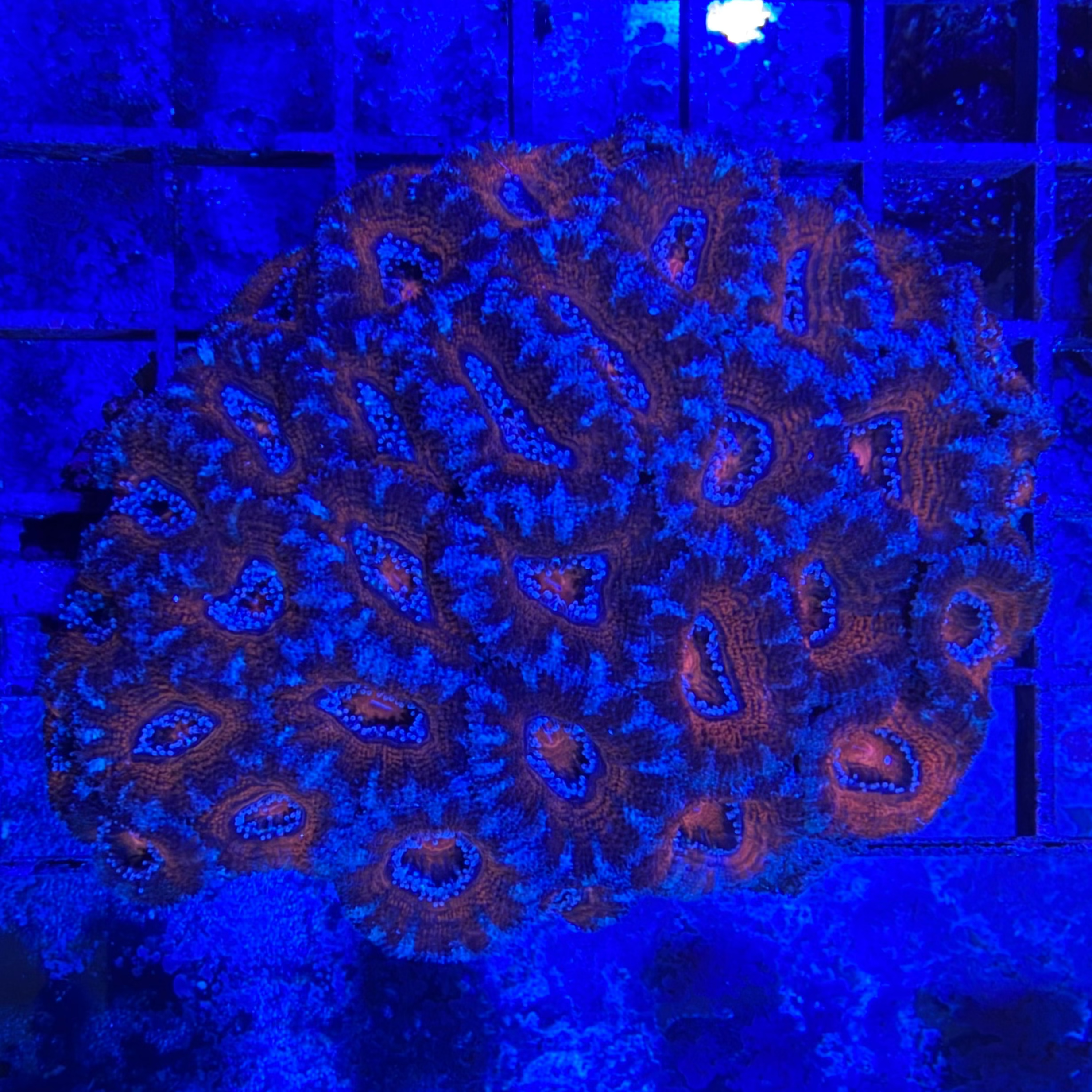 Orange/Blue Acan Colony