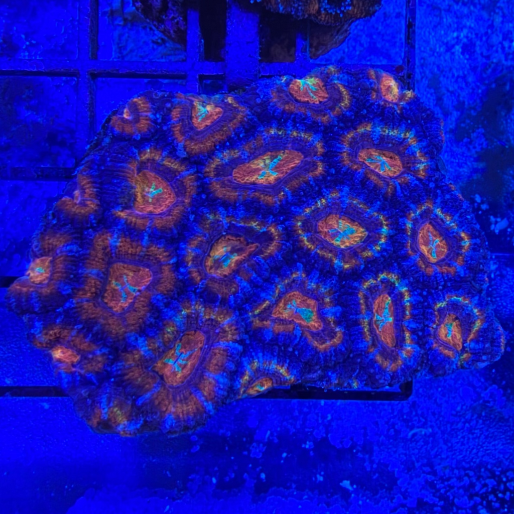 Rainbow Acan Colony