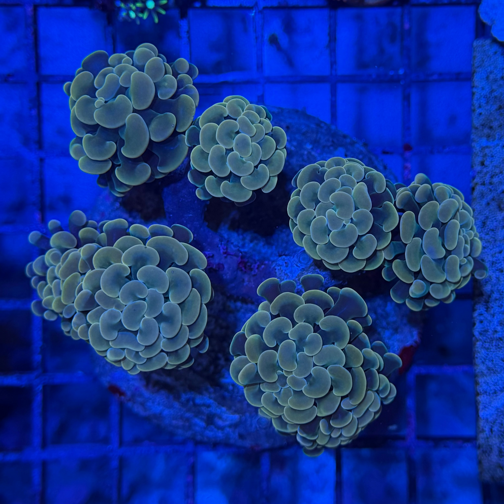Gold Hammer Colony