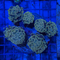 Gold Hammer Colony