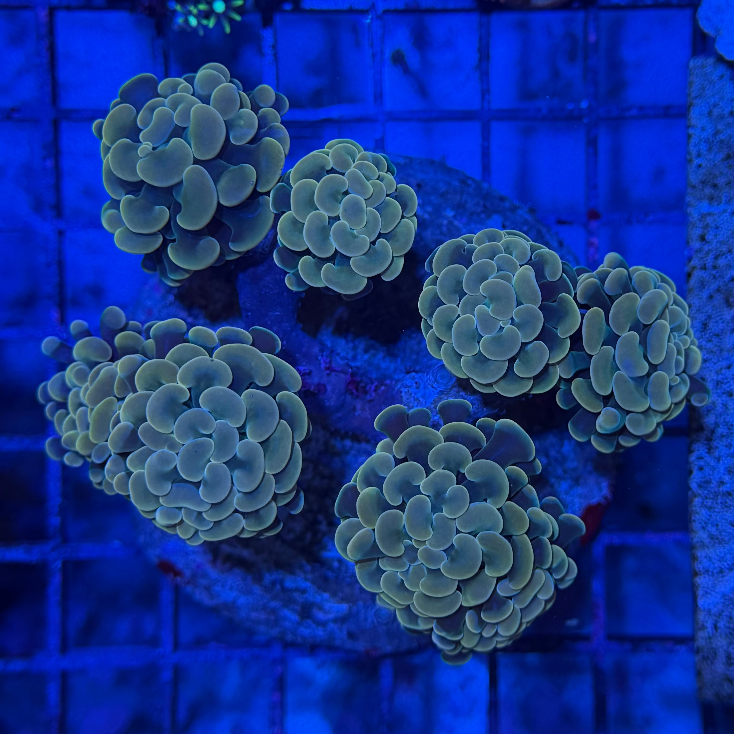 Gold Hammer Colony