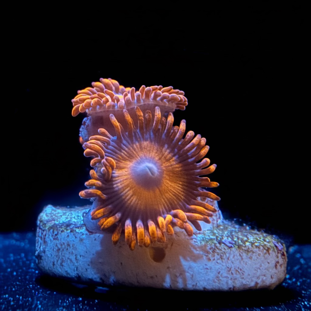 Orange Oxide Zoa