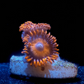 Orange Oxide Zoa