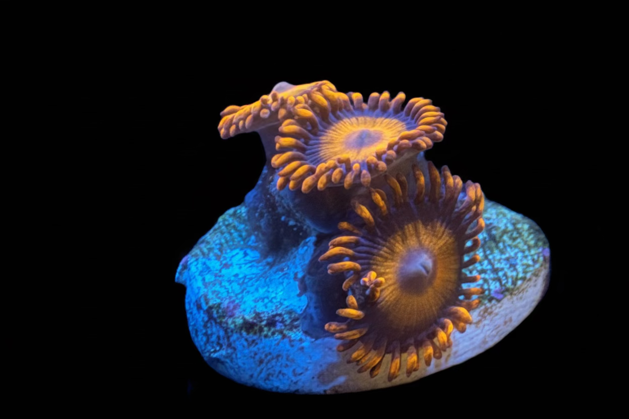Orange Oxide Zoa