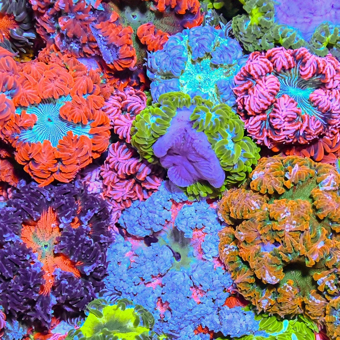Rock Flower Anemone