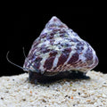 Trochus (Banded)