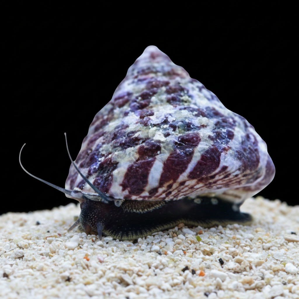 Trochus (Banded)