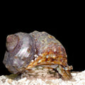 Turbo Snails
