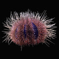 Tuxedo Urchin
